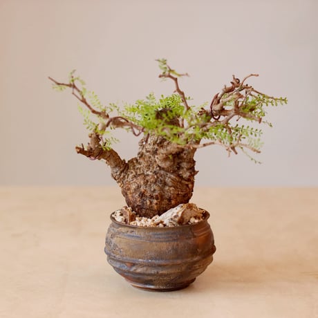 Operculicarya  pachypus × takero pot (4号)  no.125/8