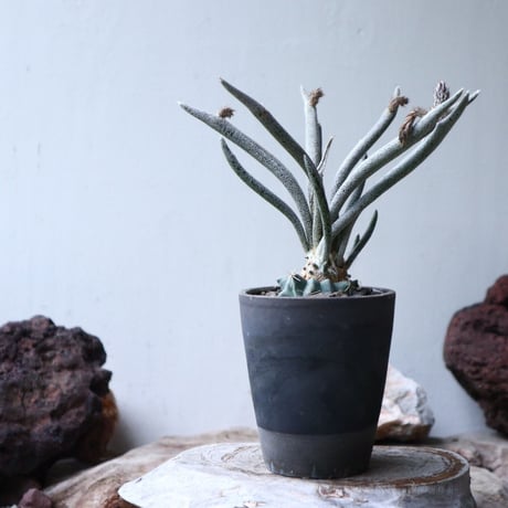 アストロフィツム カプト メデューサ  接木   Astrophytum caputmedusae    no.90809