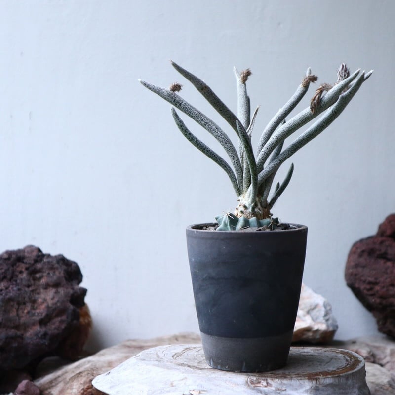 アストロフィツム　カプトメデューサ　実生株 カプトメデューサエ・アストロフィツム属 (B04) ※実生 | 万緑