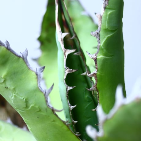 アガベ チタノタ 'リベレート'　 Agave  titanota ' libelate'　no.53122
