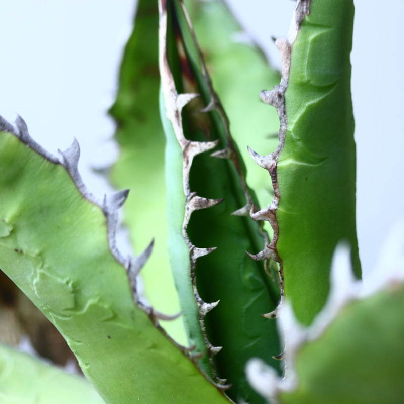 アガベ チタノタ 'リベレート' Agave titanota ' libelate' n