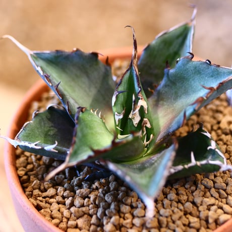 Agave titanota Hades × YAMABACHI    no.123166