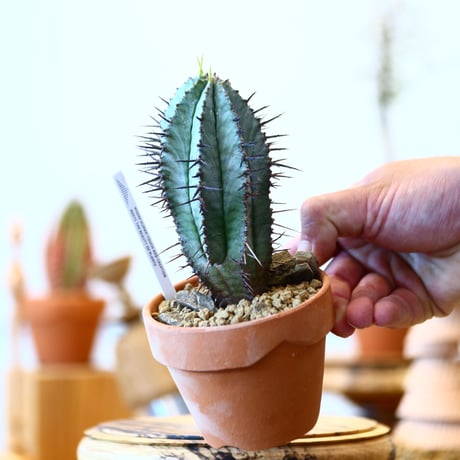 YAMABACHI × Euphorbia  horrida    no.91022