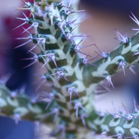 ユーフォルビア  ホルウーディ 接木   Euphorbia horwoodii  no.32109