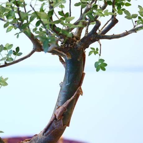 ブルセラ ファガロイデス / Bursera fagaroides   no.62513