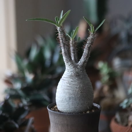 Pachypodium gracilius × Atsushi Funakushi   no.1115-33