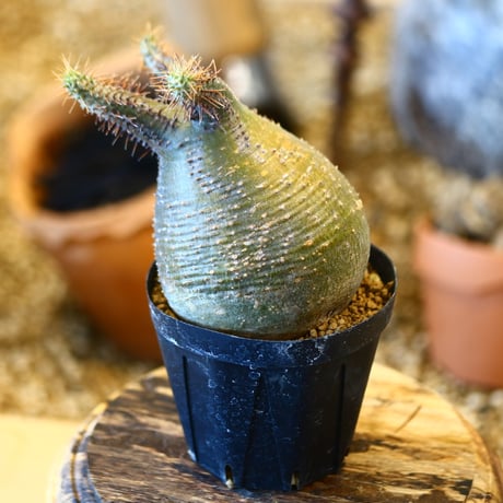 Pachypodium gracilius   no.32424