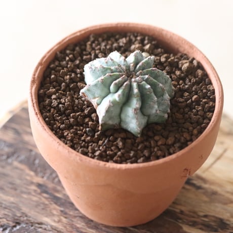 Euphorbia horrida × YAMABACHI   no.51903