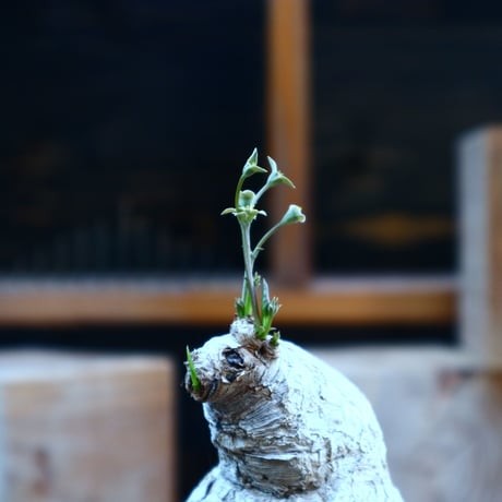 ユーフォルビア  旧フィッシュボーン／Euphorbia spannringii    no.80825