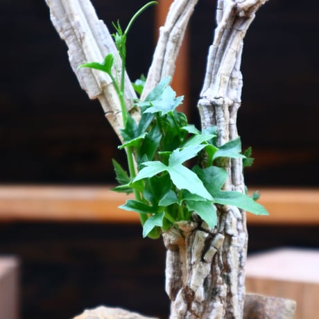 コラロカルプス    グロメルリフロルス ／ Corallocarpus glomeruliflorus    no.61933
