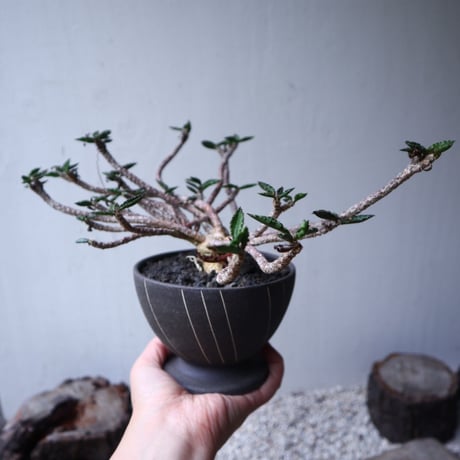 ユーフォルビア デカリー   Euphorbia decaryi   no.112408