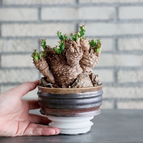 Euphorbia clavigera × 山山 特別共作鉢 (5号)  no.1019/6