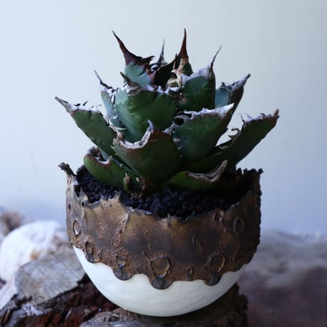 アガベ   チタノタ   FO-76   Agave titanota  "FO-76"  no.51902