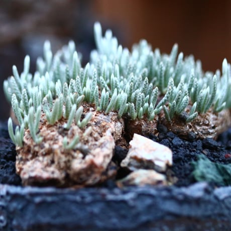 アボニア   クイナリア   アルストニー  赤花／Avonia quinaria ssp. alstonii    no.120514