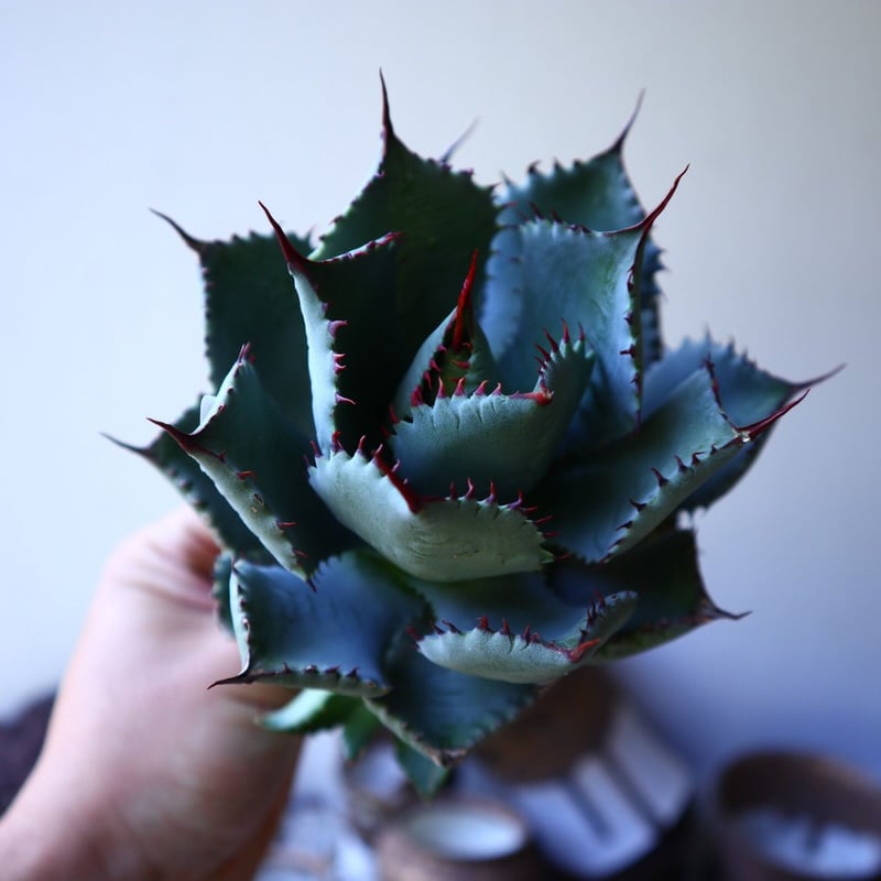 bellnao1　アガベ　コロラータ　コンフェデレートローズ　鉢のまま発送 bellnao1様専用 アガベ コロラータ コンフェデレートローズ 鉢の