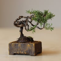 真柏 / YOSHIZAWA3-SHOHINBONSAI   no.223-21