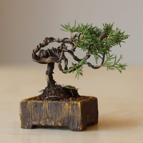 真柏 / YOSHIZAWA3-SHOHINBONSAI   no.223-21