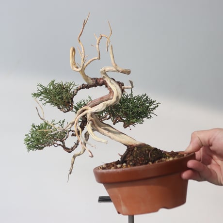 真柏 / YOSHIZAWA3-SHOHINBONSAI   no.223-46