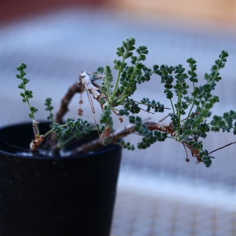 ペラルゴニム   アルテルナンス  Pelargonium alternans    no.120641
