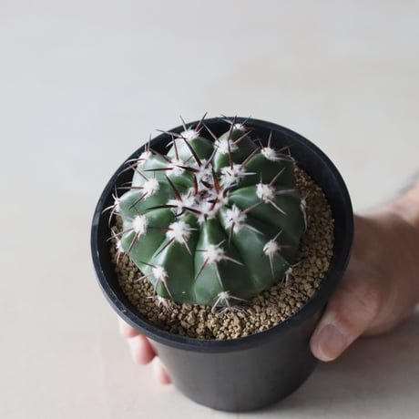 Discocactus gigantea (3.5号鉢)  no.913/13