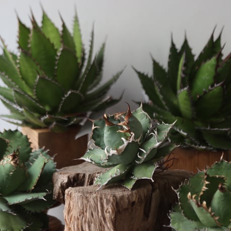 U.S. personal collection titanota (Agave titanota) / Style of Chika　no.1206-30