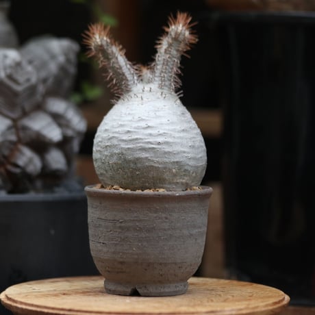 パキポディウム  グラキリス／Pachypodium  gracilius    no.11502