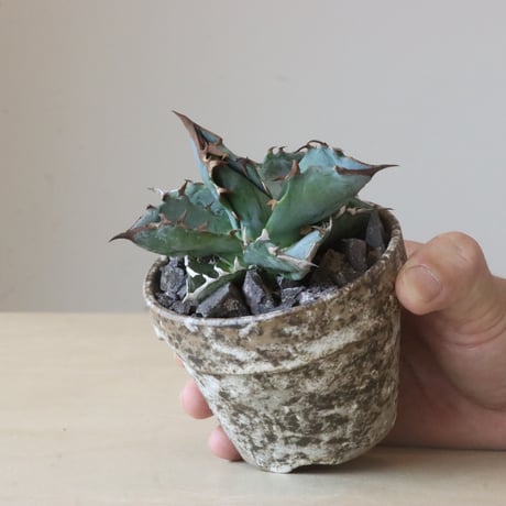 Agave titanota black&bule × YAMABACHI var. takero pot (3号鉢)   no.426-26