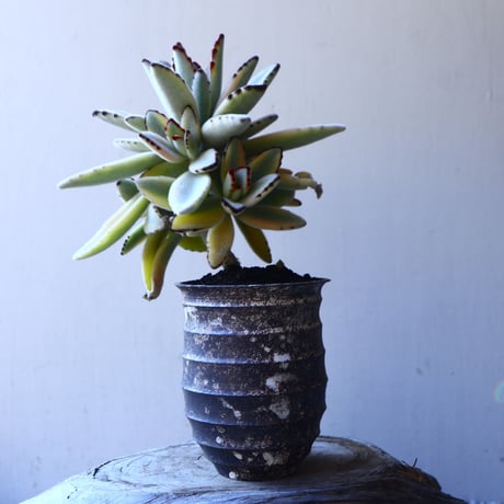 カランコエ  トメントーサ　月兎耳  斑入り   Kalanchoe   tomentosa  no.11917