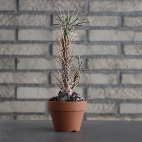 Euphorbia multitolia × YAMABACHI (3号) no.607/36