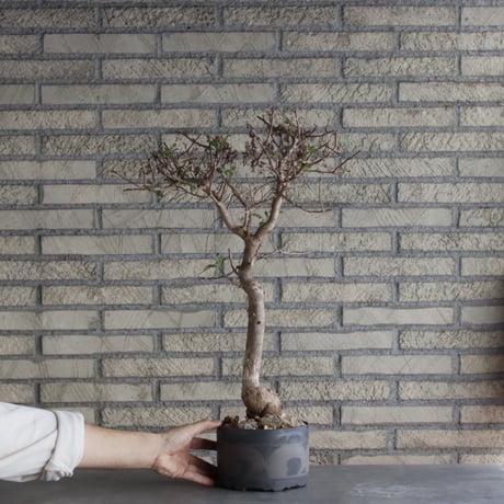 Bursera microphylla × N/OH (5号)  no.510/2