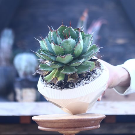 アガベ   ポタトラム    Agave potatorum    no.22812