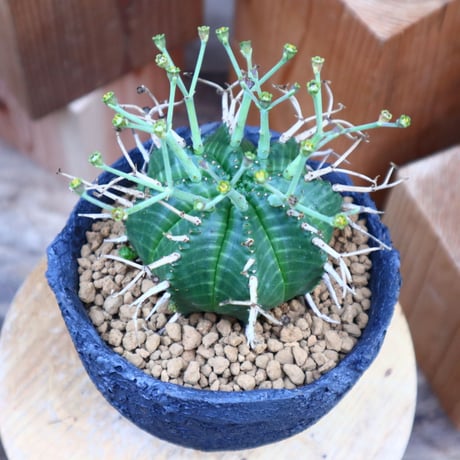 ユーフォルビア  バリダ♂／Euphorbia valida    no.60556