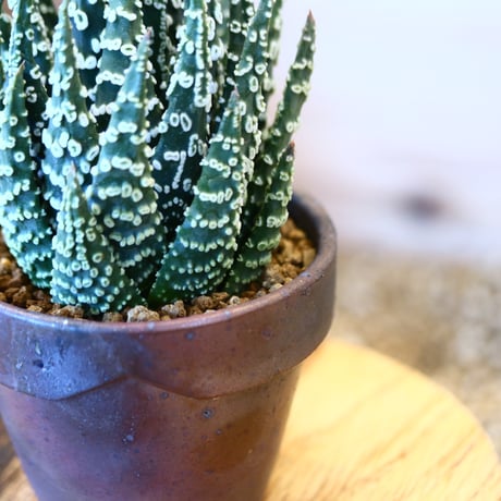 YAMABACHI ver. takero pot  × Haworthia papillosa    no.1119-10