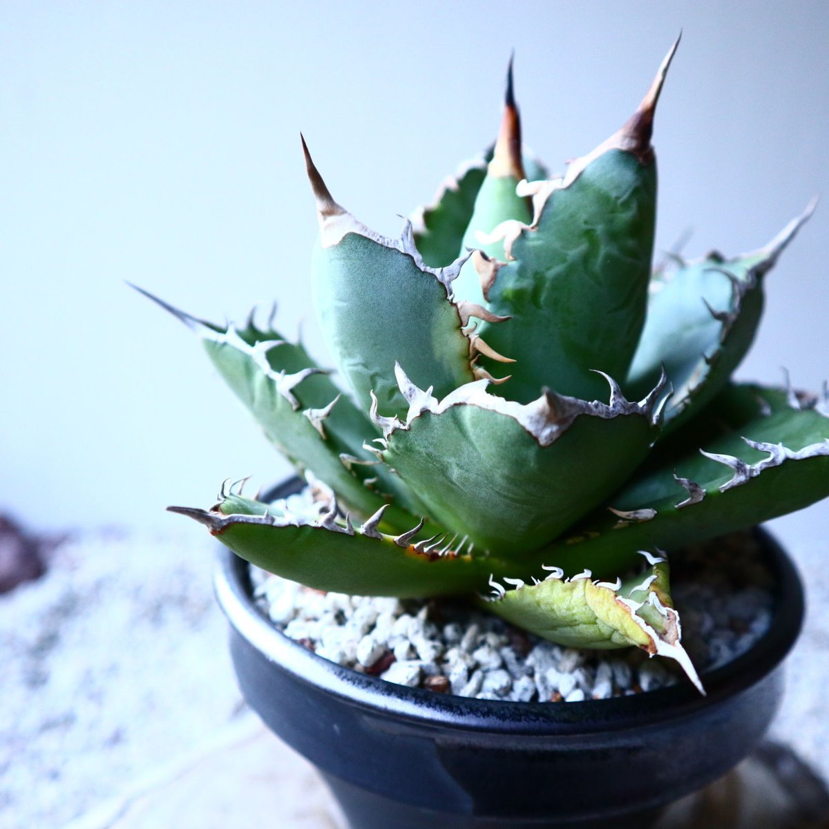 アガベ チタノタ Agave titanota no.121519 | 芽の巣山