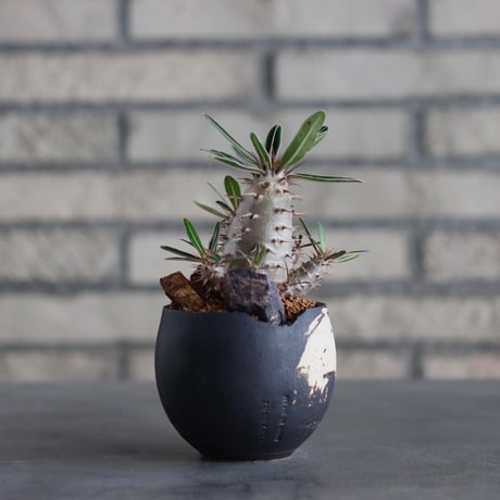 Pachypodium cactipes × N/OH (2.5号)  no.817-32