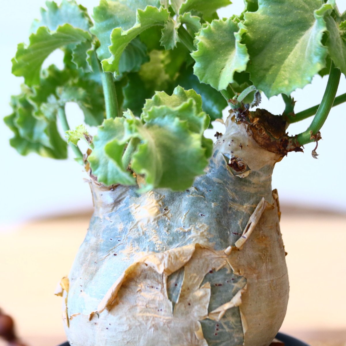 \"Cyphostemma uter var. macropus\" マクロプス キフォステンマ マクロプス／Cyphostemma uter var. macropus