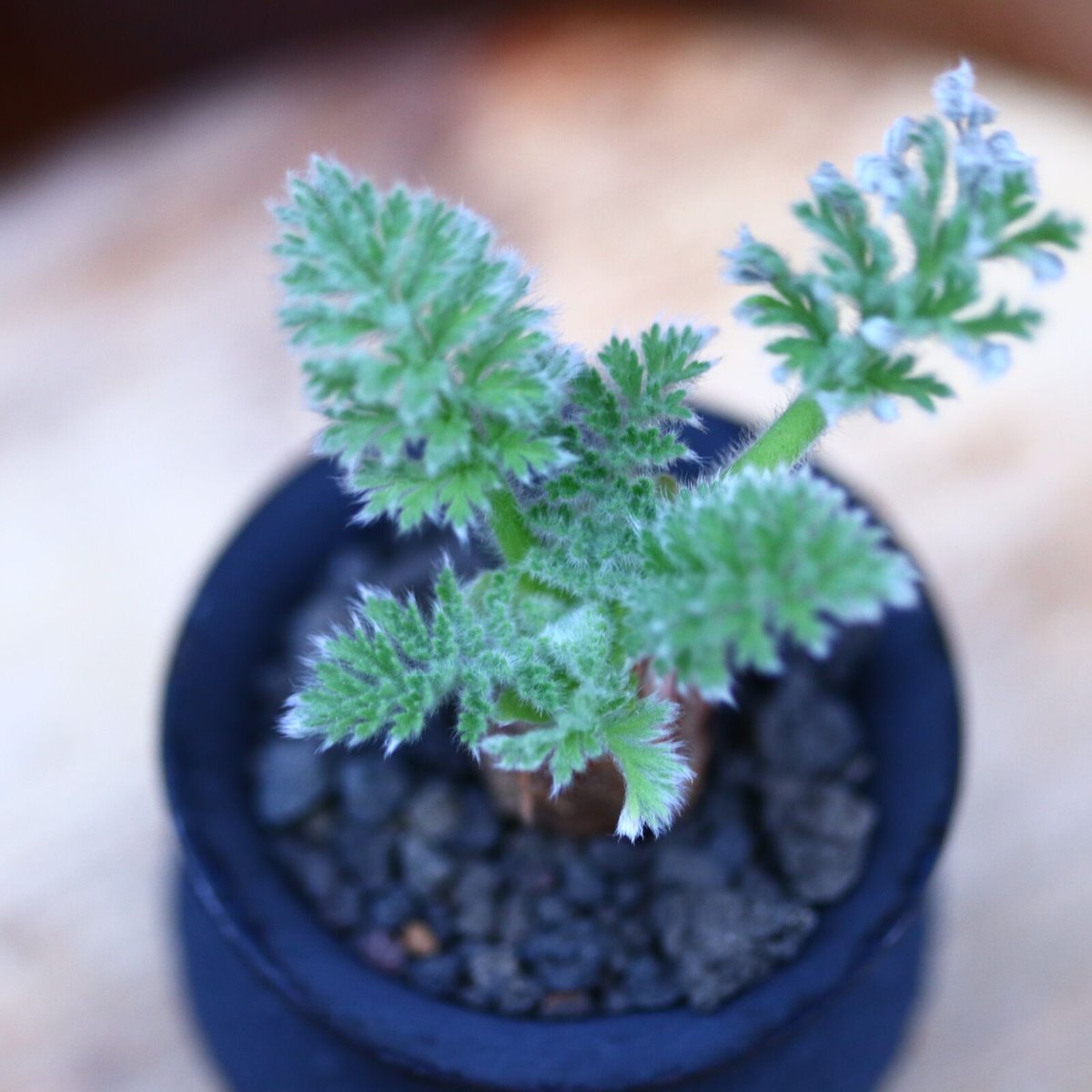 (実生鉢ごと) ペラルゴニウム　トリステ ペラルゴニウム トリステ 実生／Pelargonium triste no.11614 |