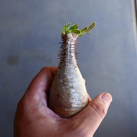 パキポディウム グラキリス 抜苗  Pachypodium rosulatum var. gracilius no.100620