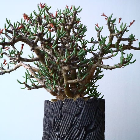 チレコドン  ブッコルジアヌス   Tylecodon  buchholzianus  No.017