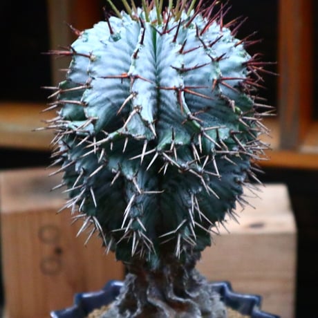 ユーフォルビア  ホリダ／Euphorbia  horrida     no.73146
