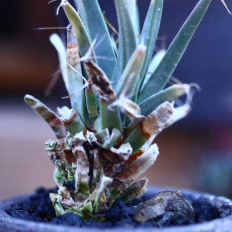 レウクテンベルギア  晃山    Leuchtenbergia principis  no.32125