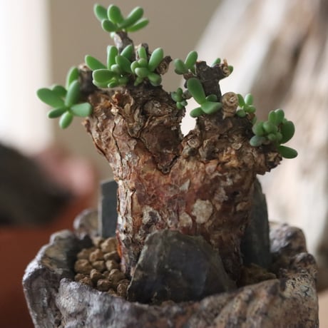 Ceraria pygmaea × Fumio Kadoya / PLANETX 　no.63010