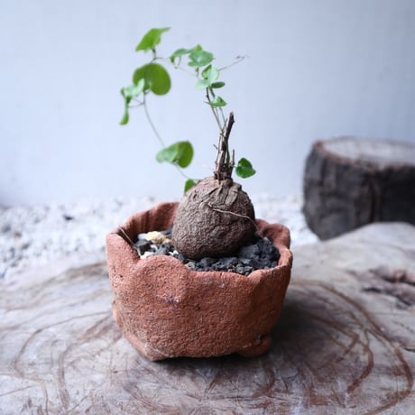 ディオスコレア   亀甲竜    Dioscorea elephantipe     no.112412