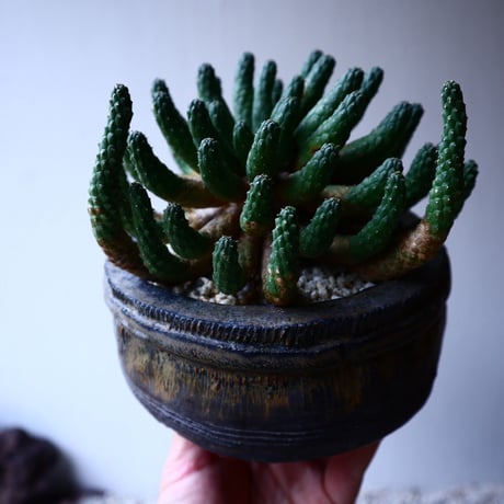 ユーフォルビア エスクレンタ  Euphorbia esculenta   no.20306