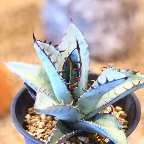 Agave titanota 　no.32449
