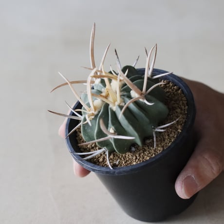 Echinofossulocactus coptonogonus / 竜剣丸 (3号鉢)  no.913/32