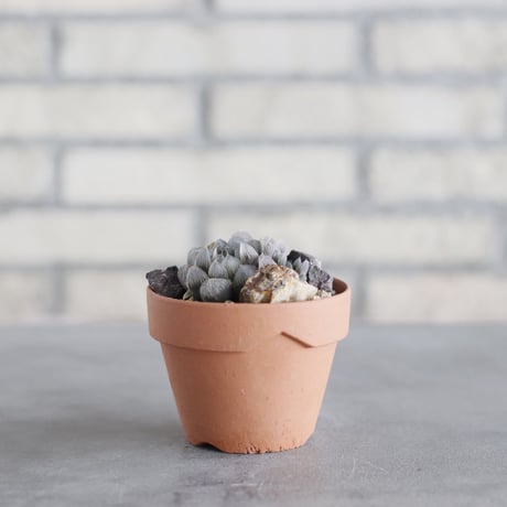 Haworthia オブツーサ×ベヌスタ × YAMABACHI (3号)  no.621/55