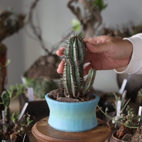 Euphorbia horrida × SahoYoshimoto / 六本芽  no.1201-29