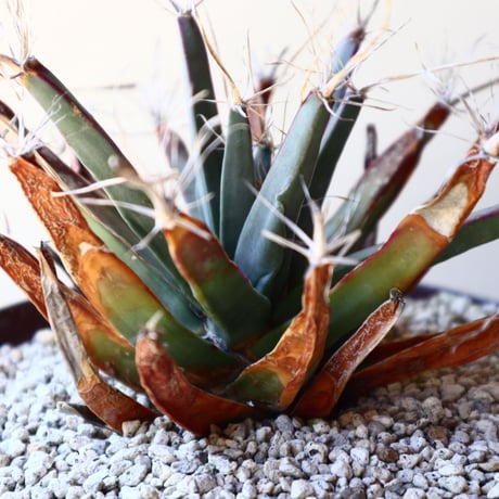 レウクテンベルギア  晃山    Leuchtenbergia principis  no.40713