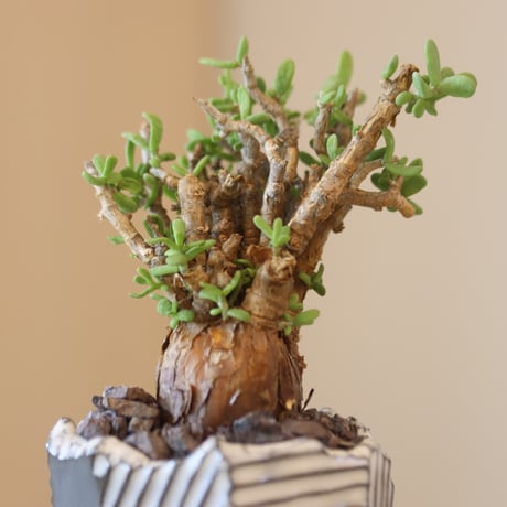Ceraria pygmaea × N/OH  no.1031-3
